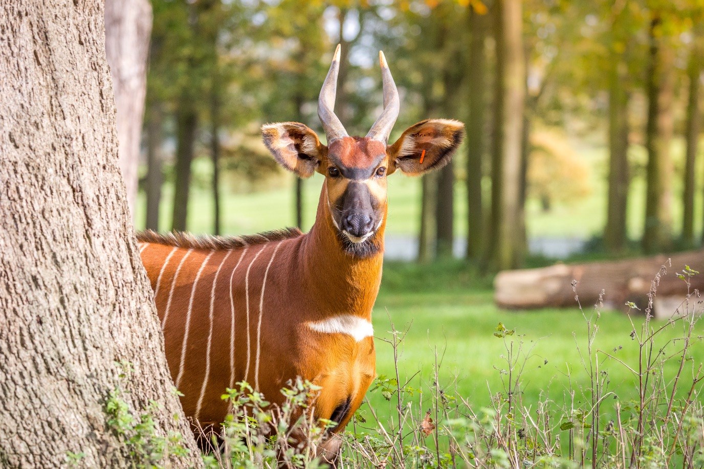 Bongo peeks out from behind tree and looks at camera against a blurred forest background with trees and grass 