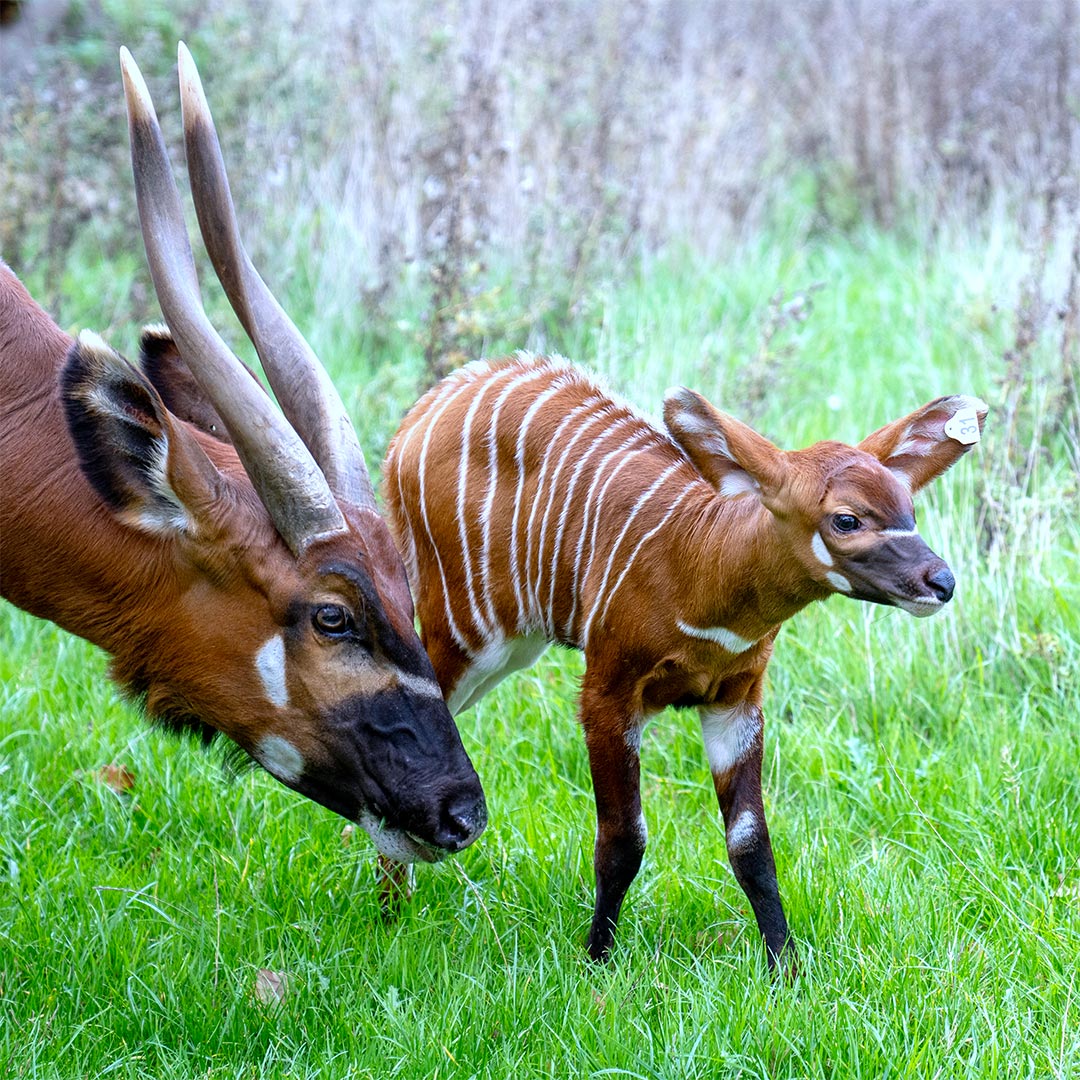 Mother Othaya and female Eastern Mountain bongo calf