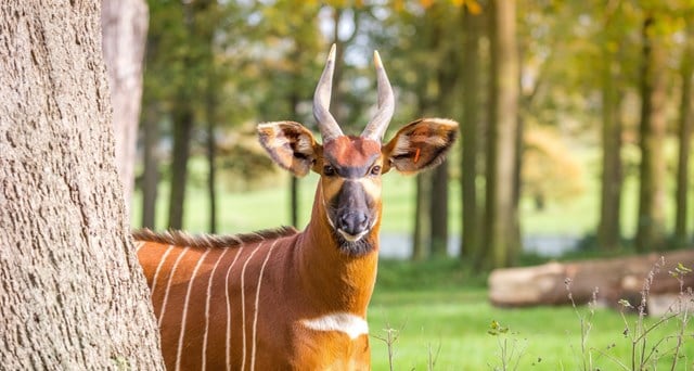 Image of bongo in african forest mini