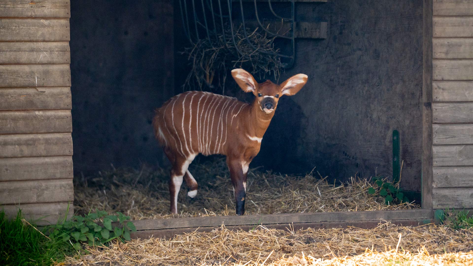 photo of bongo antelope calf standing in shelter doorway