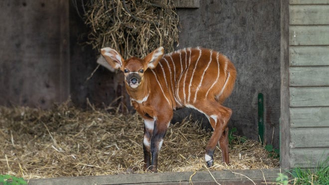 Bongo calf standing in day shelter in African Forest