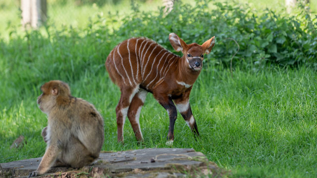 Image of bongo calf stands alongside local resident barbary macaque in african forest web 1920x1080