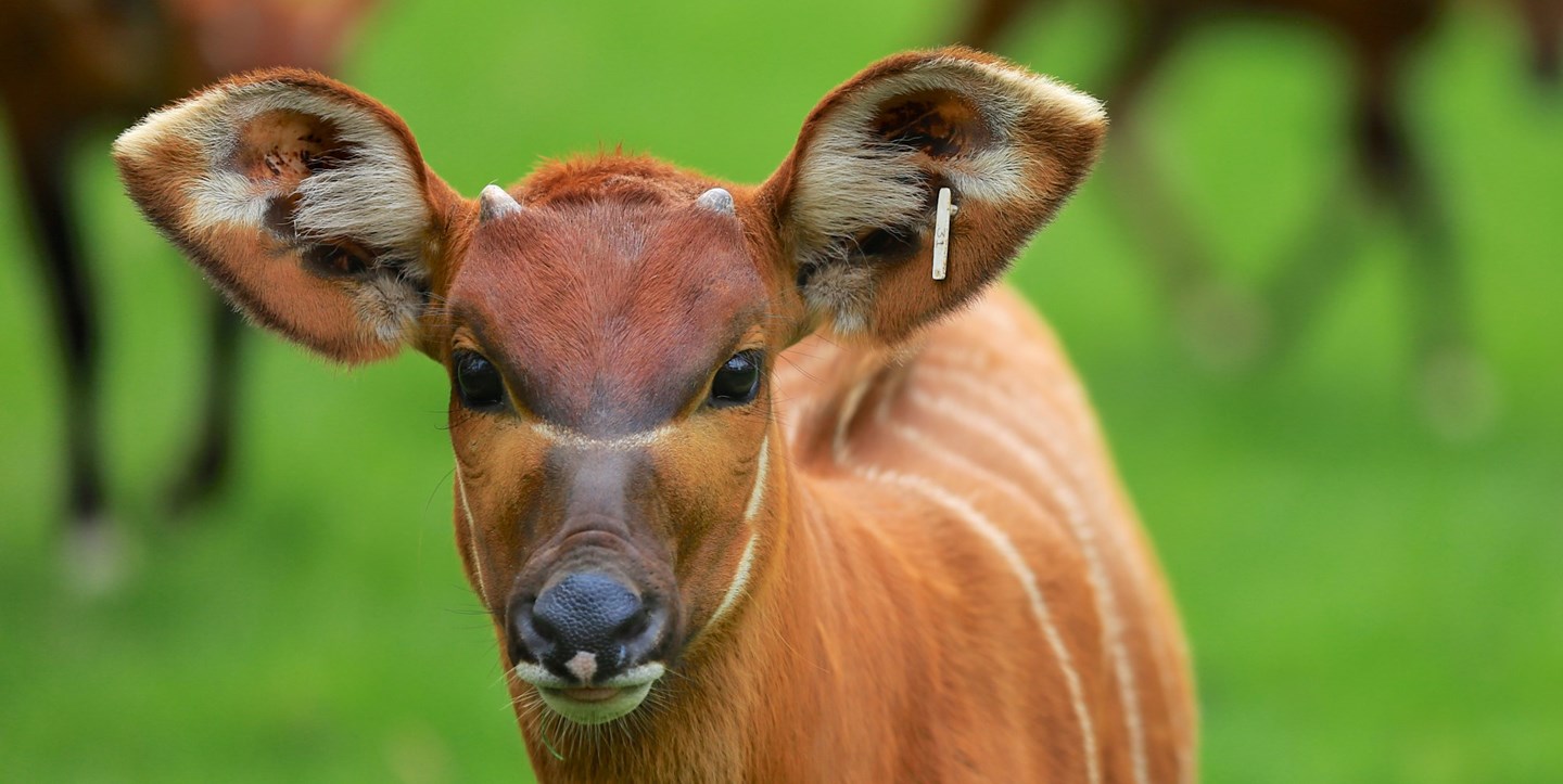 Image of close up of baby bongo