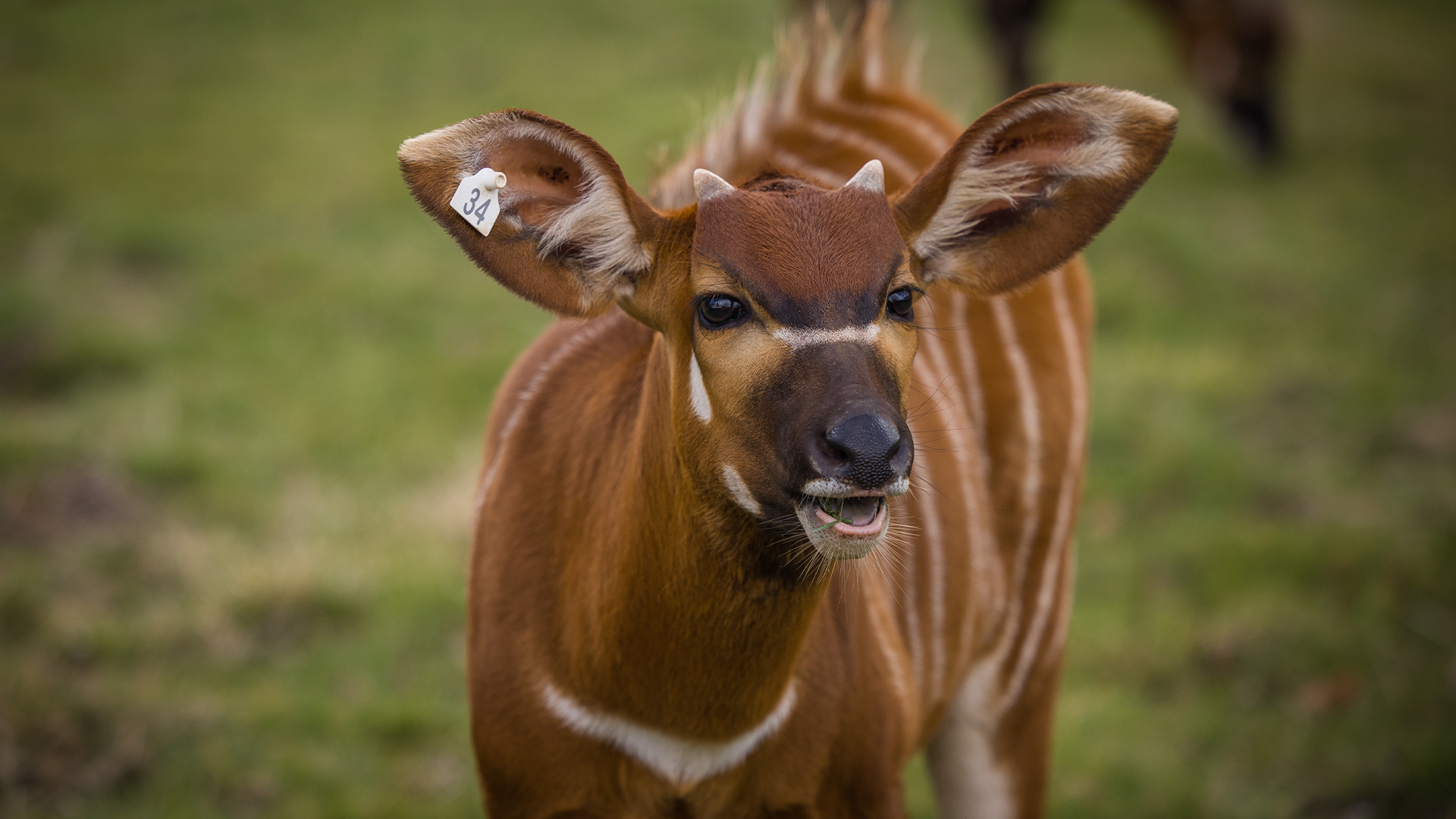 Djembe the Eastern Mountain Bongo calf