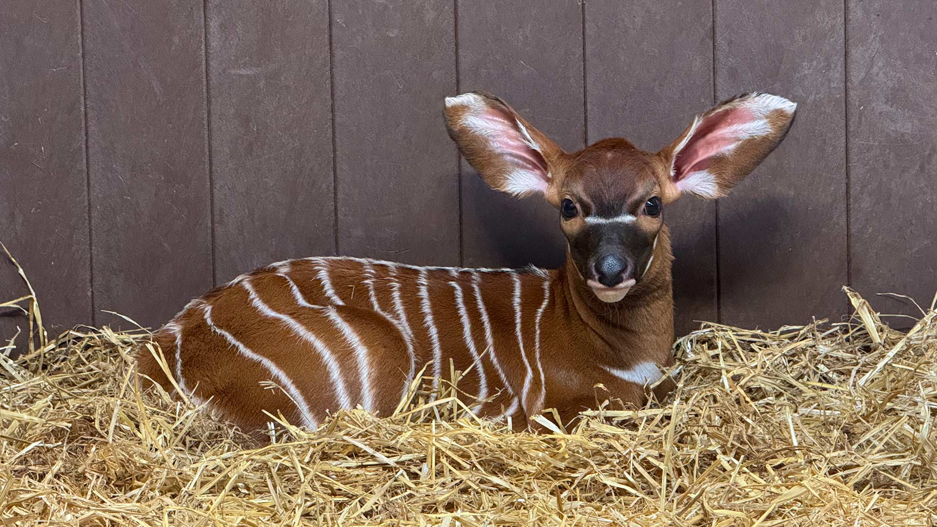New female Eastern Mountain bongo calf inside house