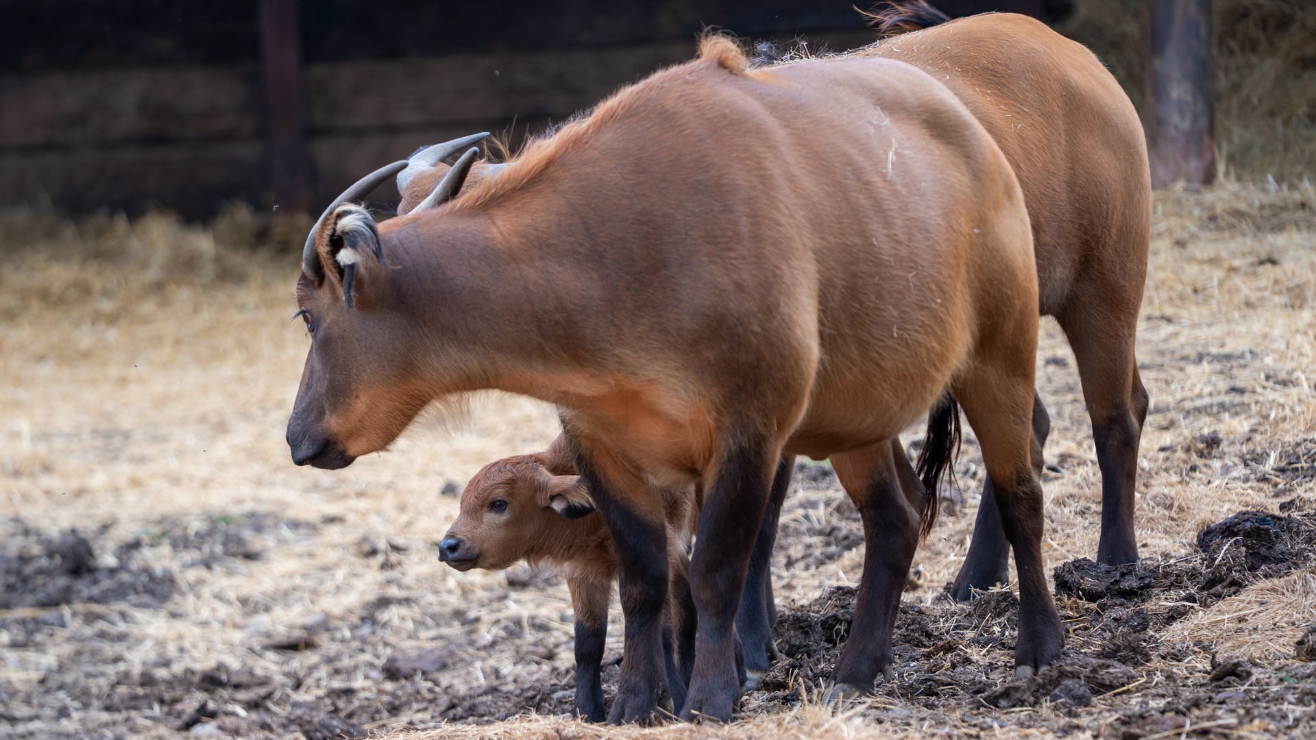 Buffalo female and calf on grass 