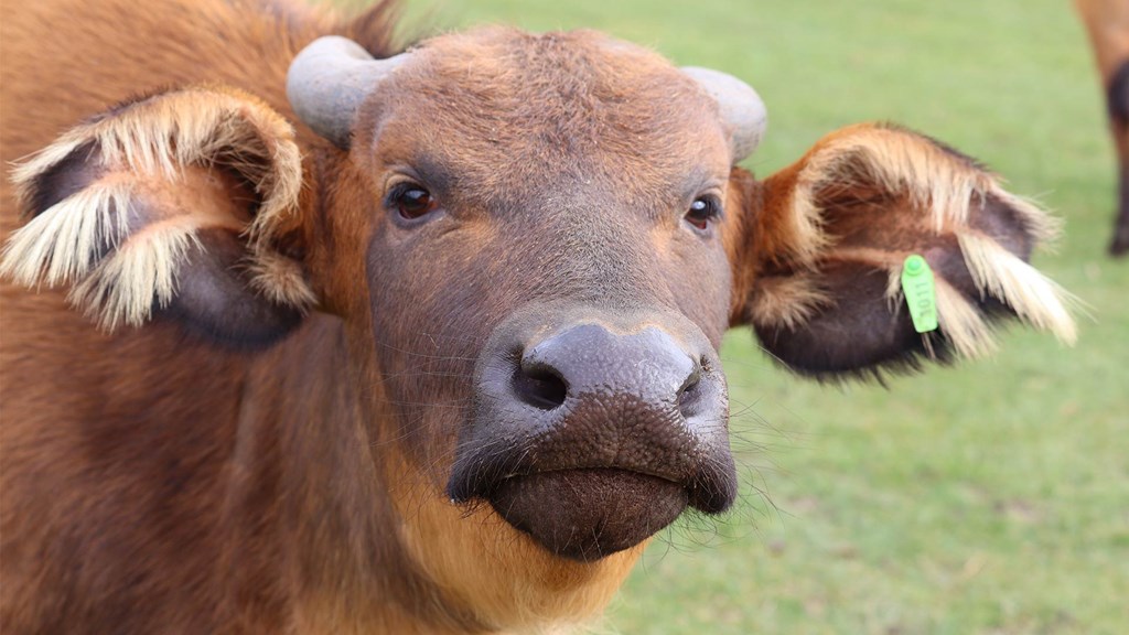 A dwarf forest buffalo looking at the camera with its full face in frame