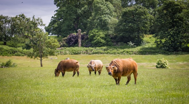 Herd of dwarf forest buffalo graze in expansive reserve