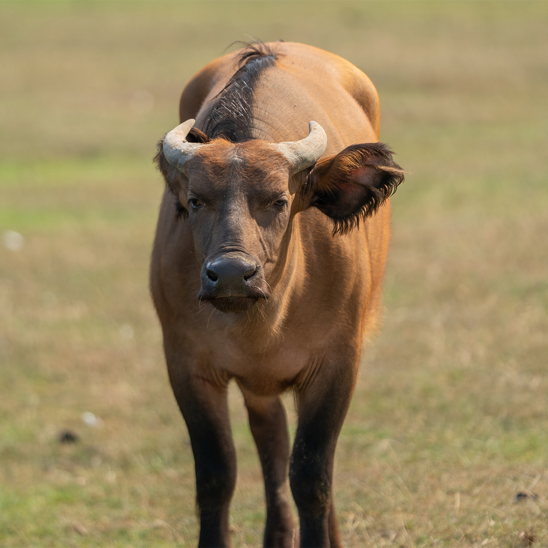 Kindu the new buffalo 