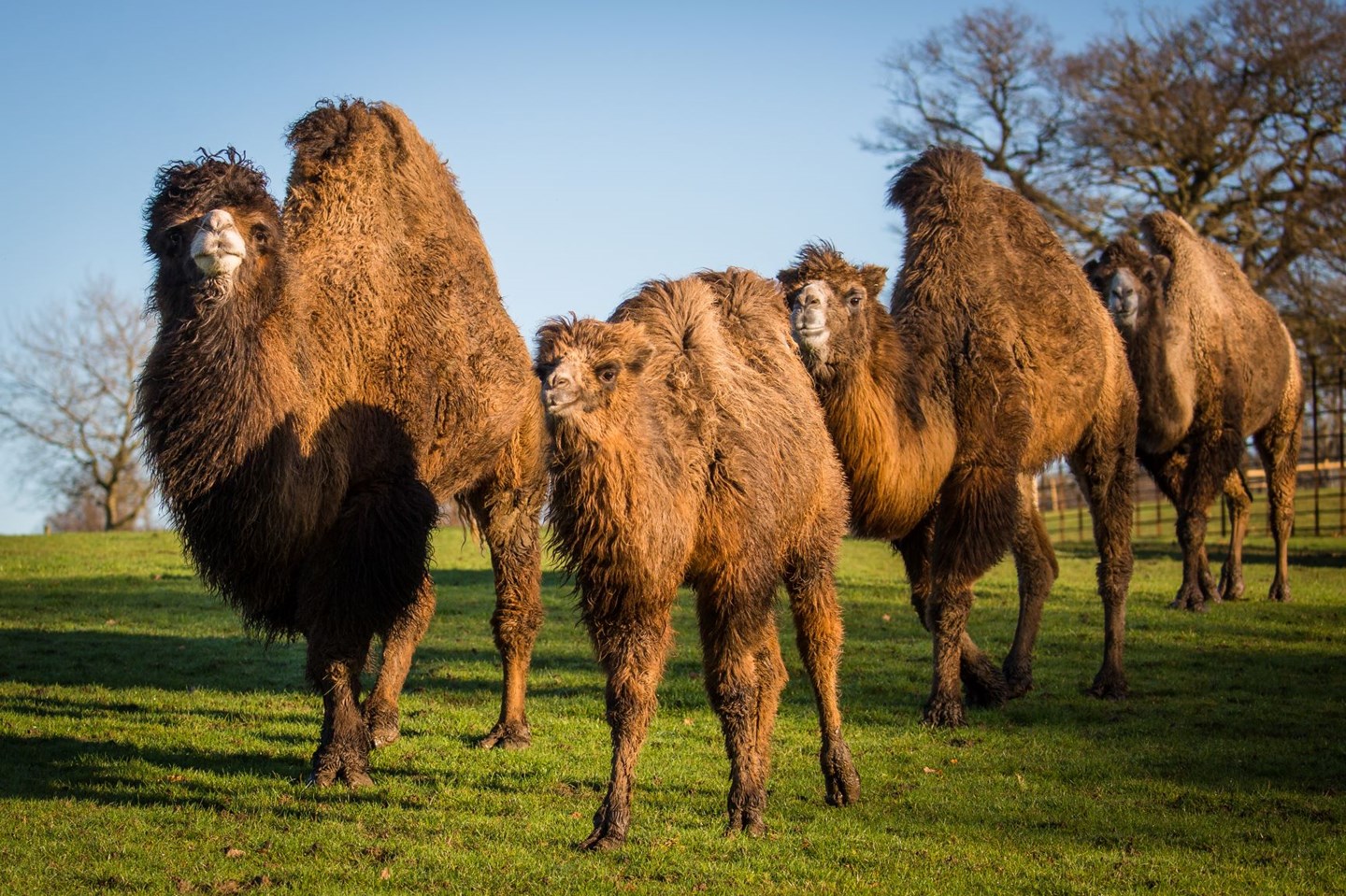 Bactrian camel held walk across expansive grassy enclosure 