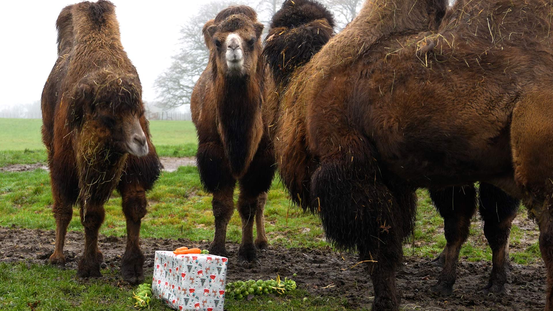 Camel with present looking at camera