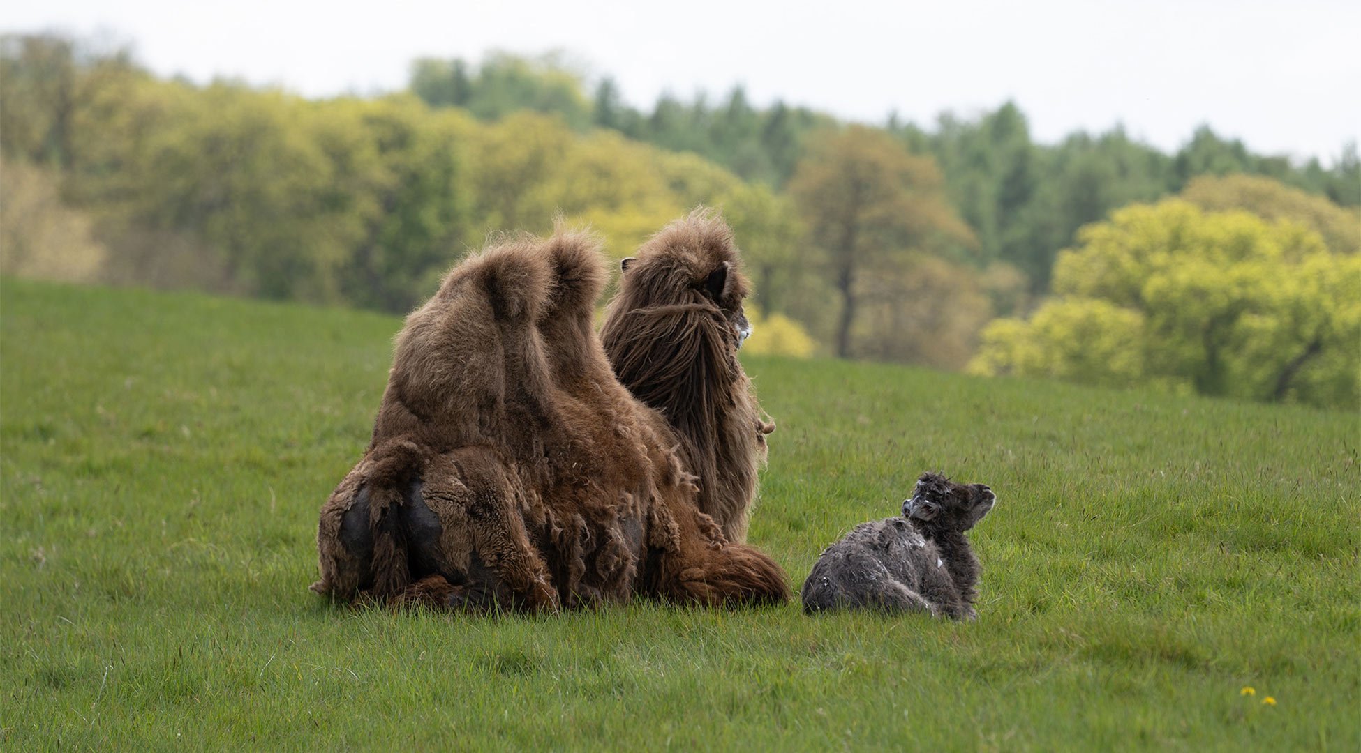 Camel Calf and mum, Rita enjoying the scenery
