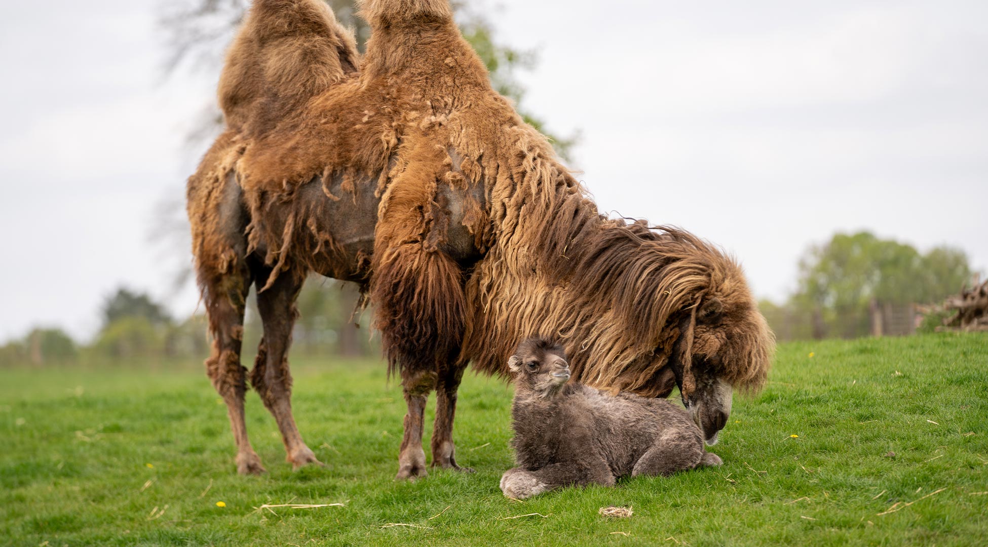 Rita nuzzling her newborn Bactrian Camel Calf 