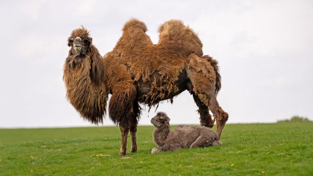 Rita the Bactrian camel with her male calf at her hooves, in a grassy paddock