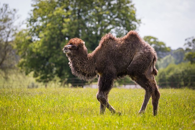 Young camel walks across grass with trees in background 