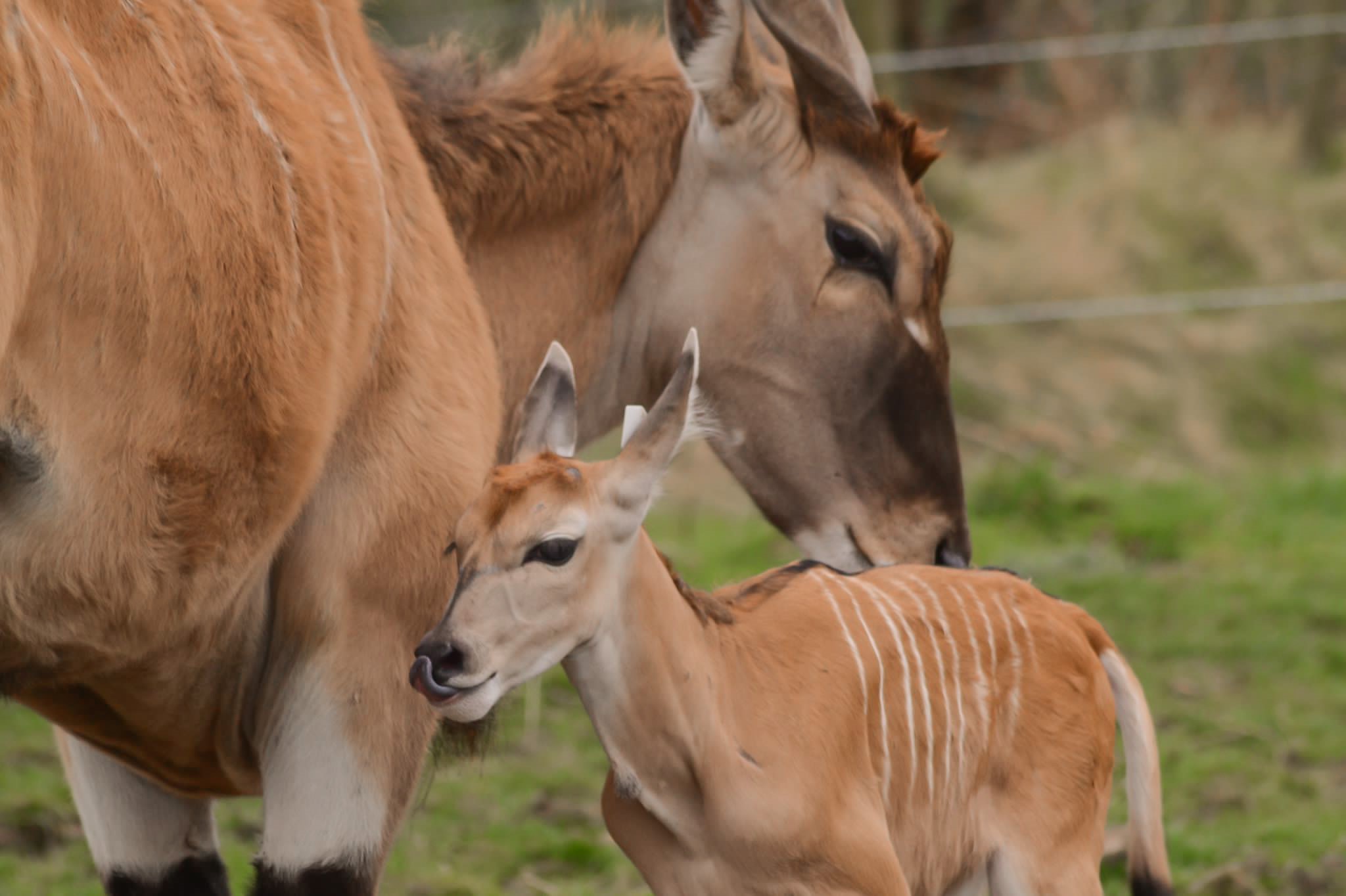 An adorable eland calf is born at Woburn.jpg