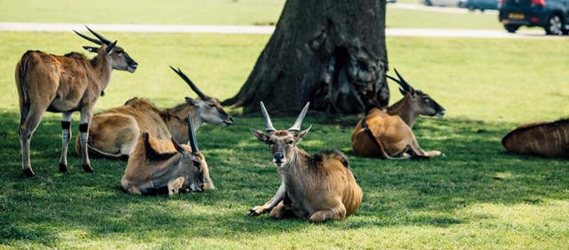 Eland herd rest under tree in Road Safari with cars in the background