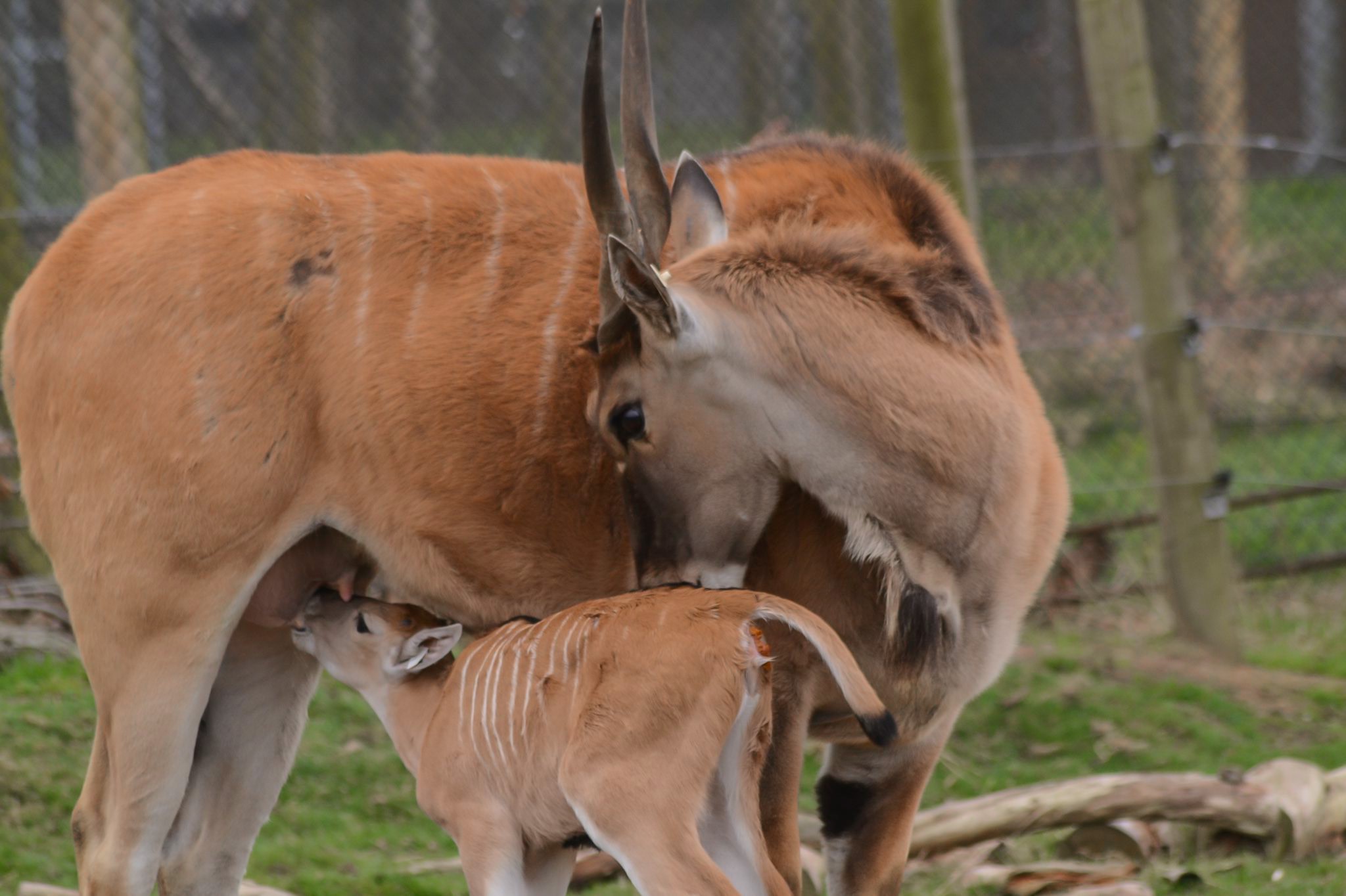 Woburn welcomes the birth of a female eland calf.jpg