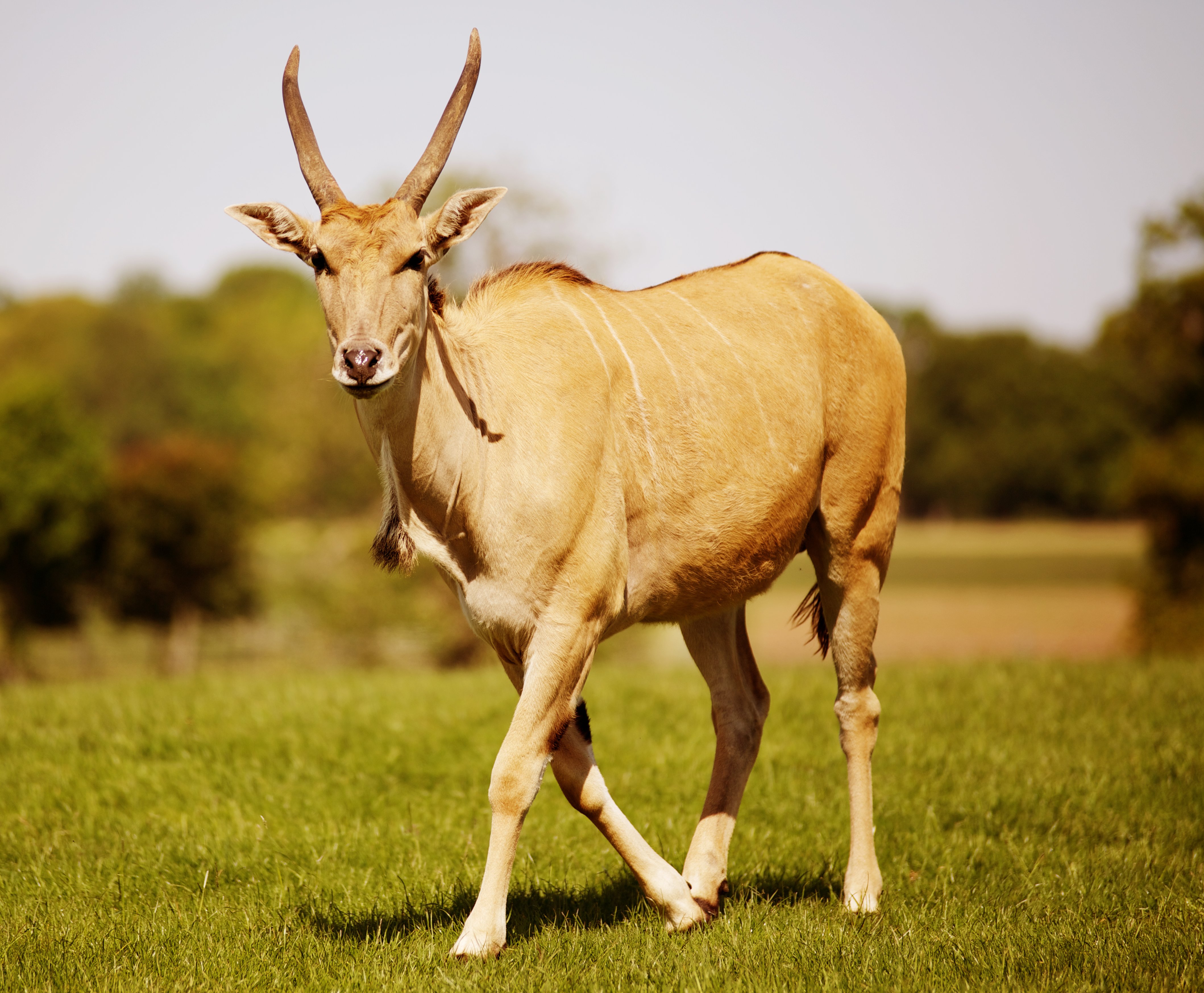 Common Eland
