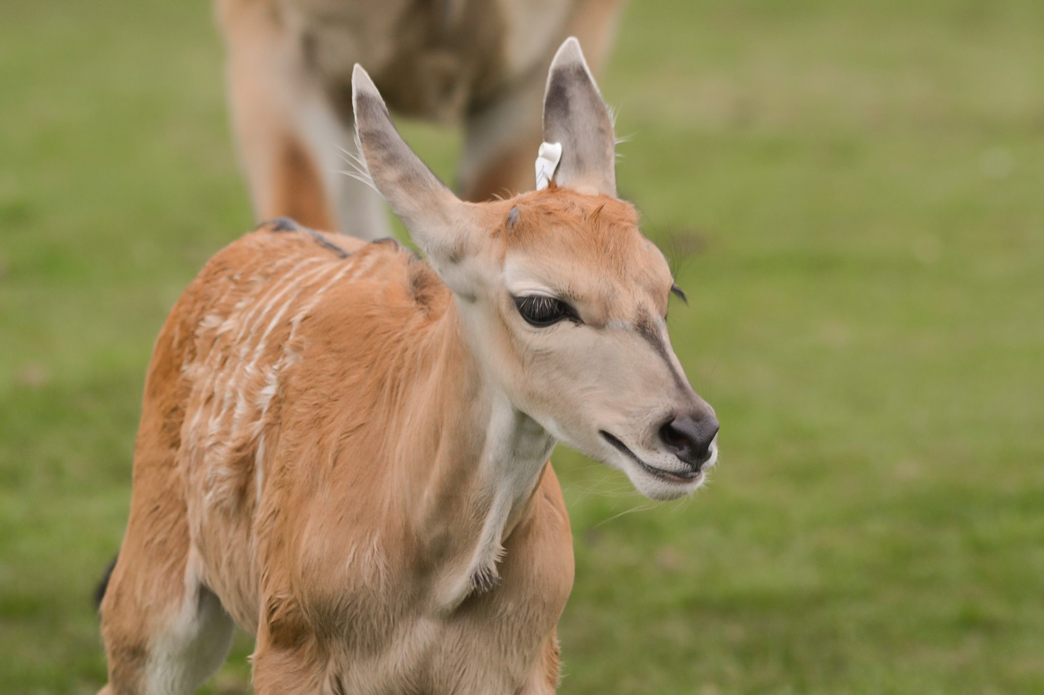 Young eland calf called Wendy.jpg