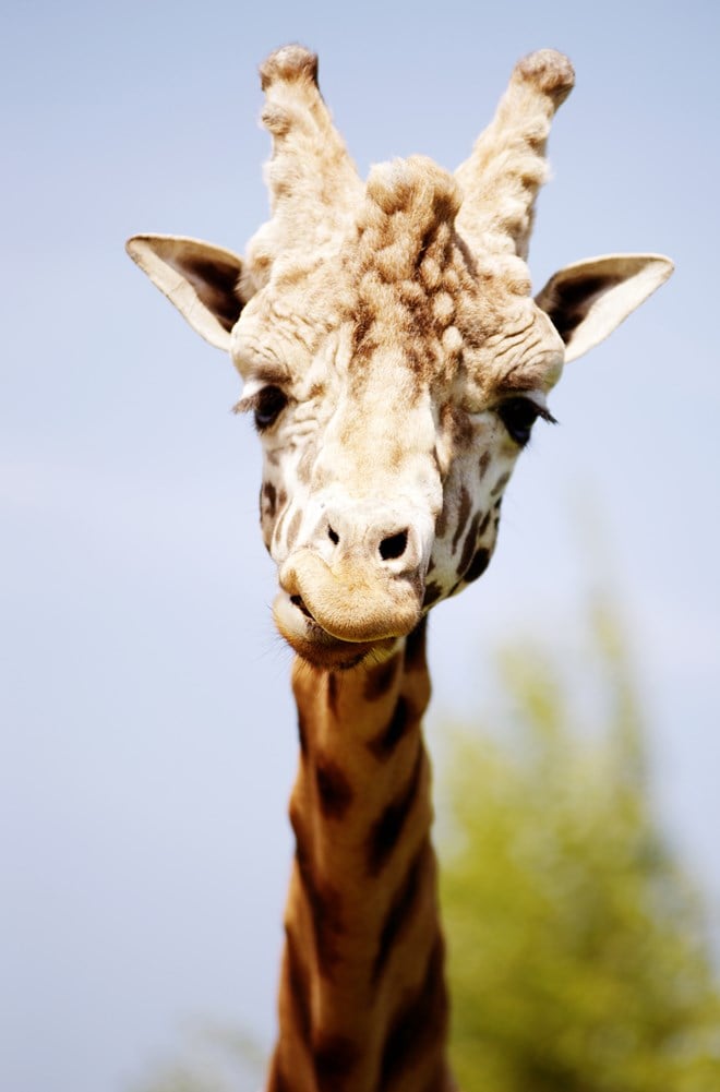 Male giraffe looks at camera against blue sky backdrop