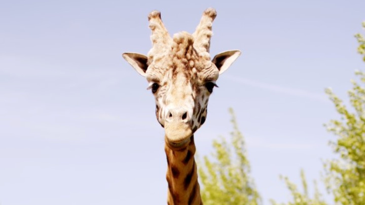 Male giraffe stands in grassy reserve 