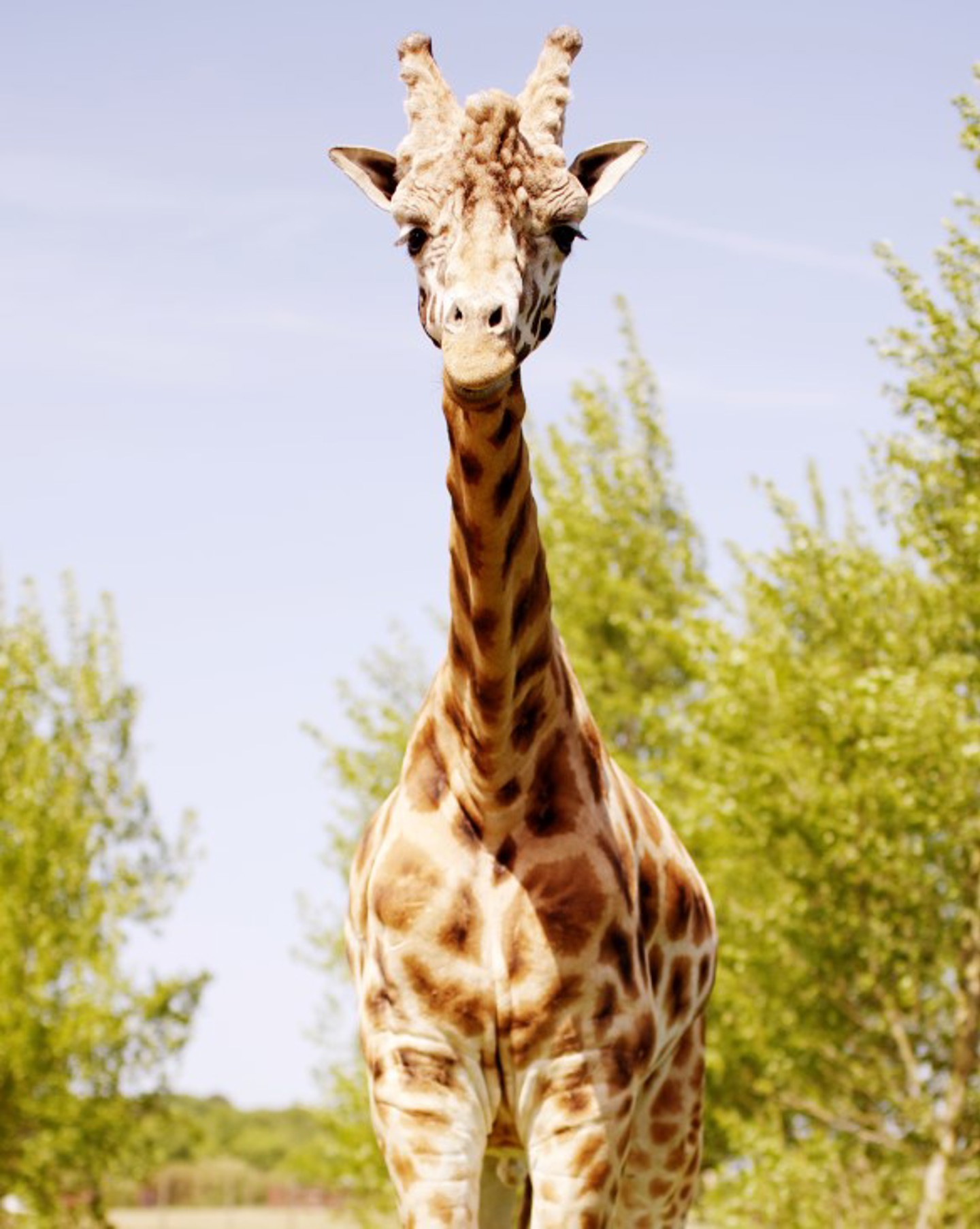 Male giraffe stands in grassy reserve