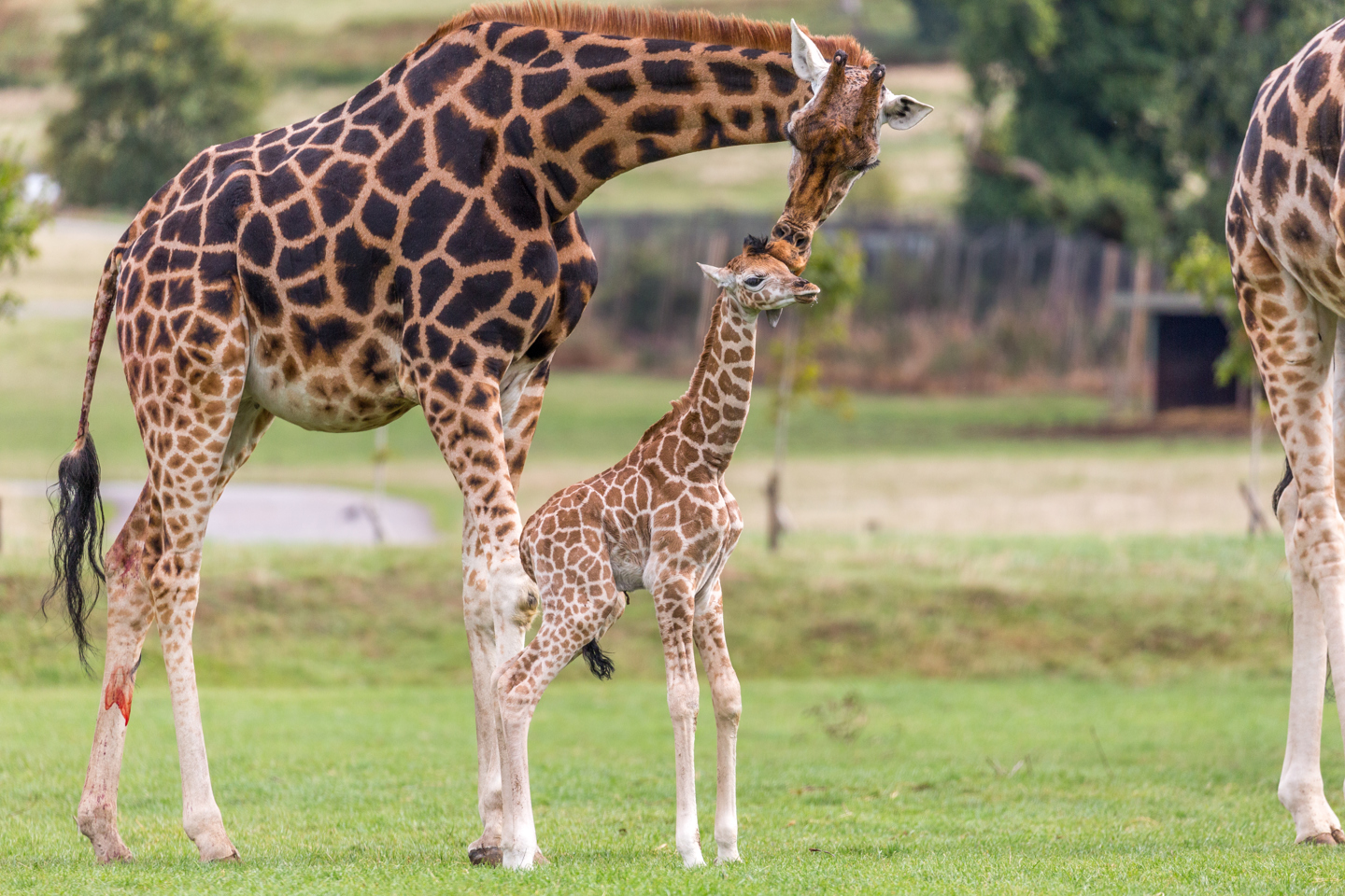 Mother giraffe greets small giraffe calf in grassy reserve