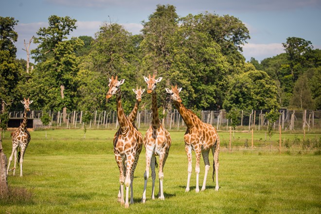 Herd of giraffes walk towards camera across grassy plain with trees in the background 