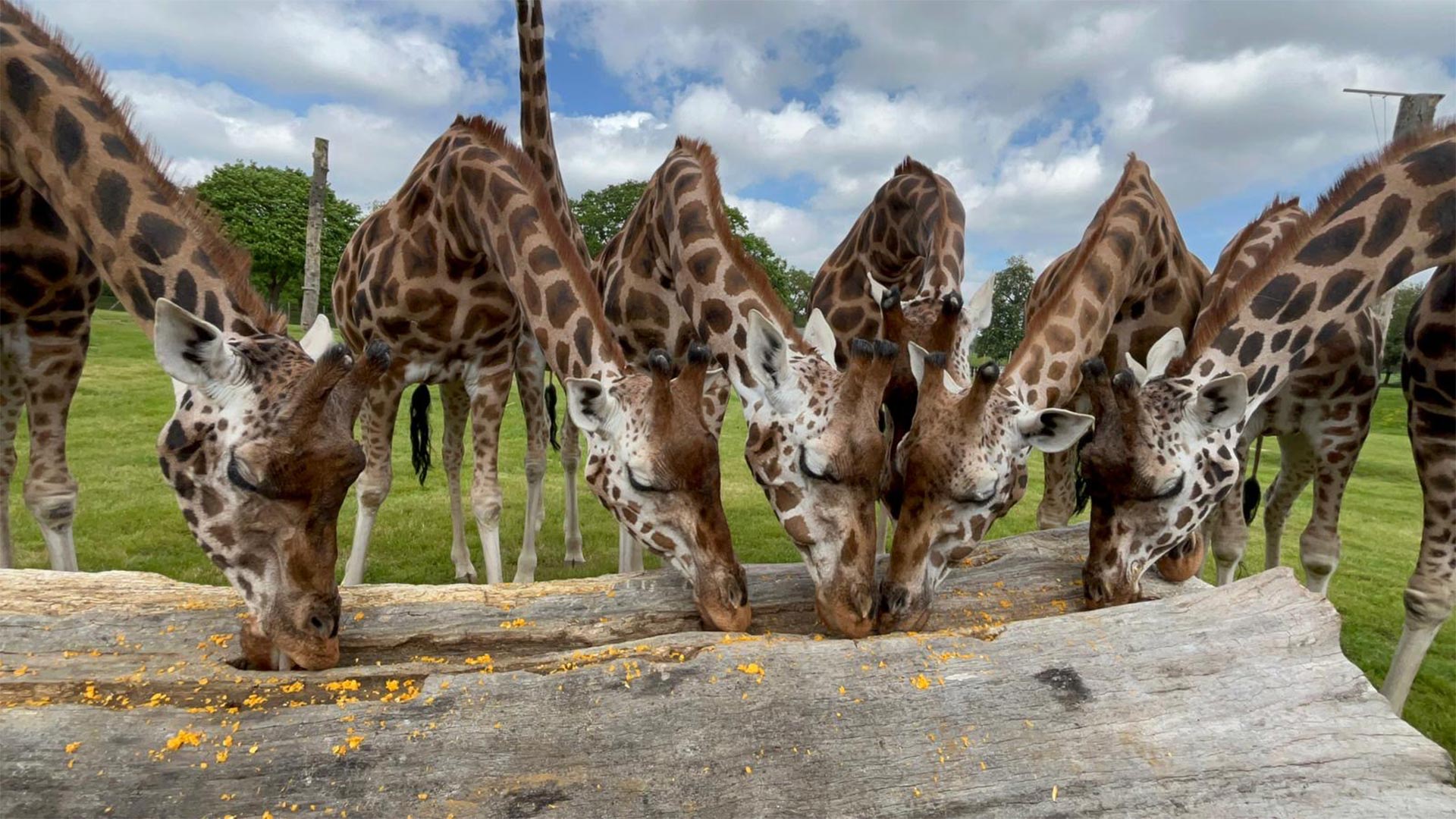 Giraffes enjoying their buffet
