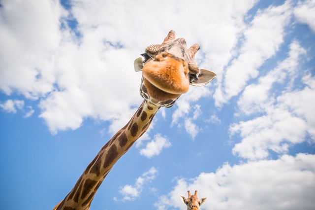 Giraffe looking down at camera with close up face against blue sky white and clouds in background 