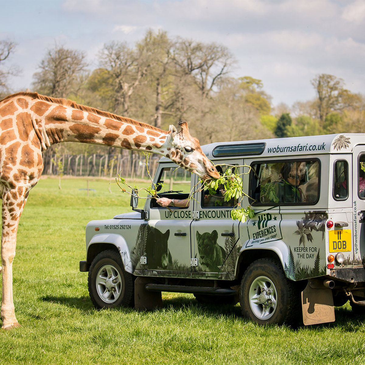 Image of giraffe feeding from vip truck web 1080x1080