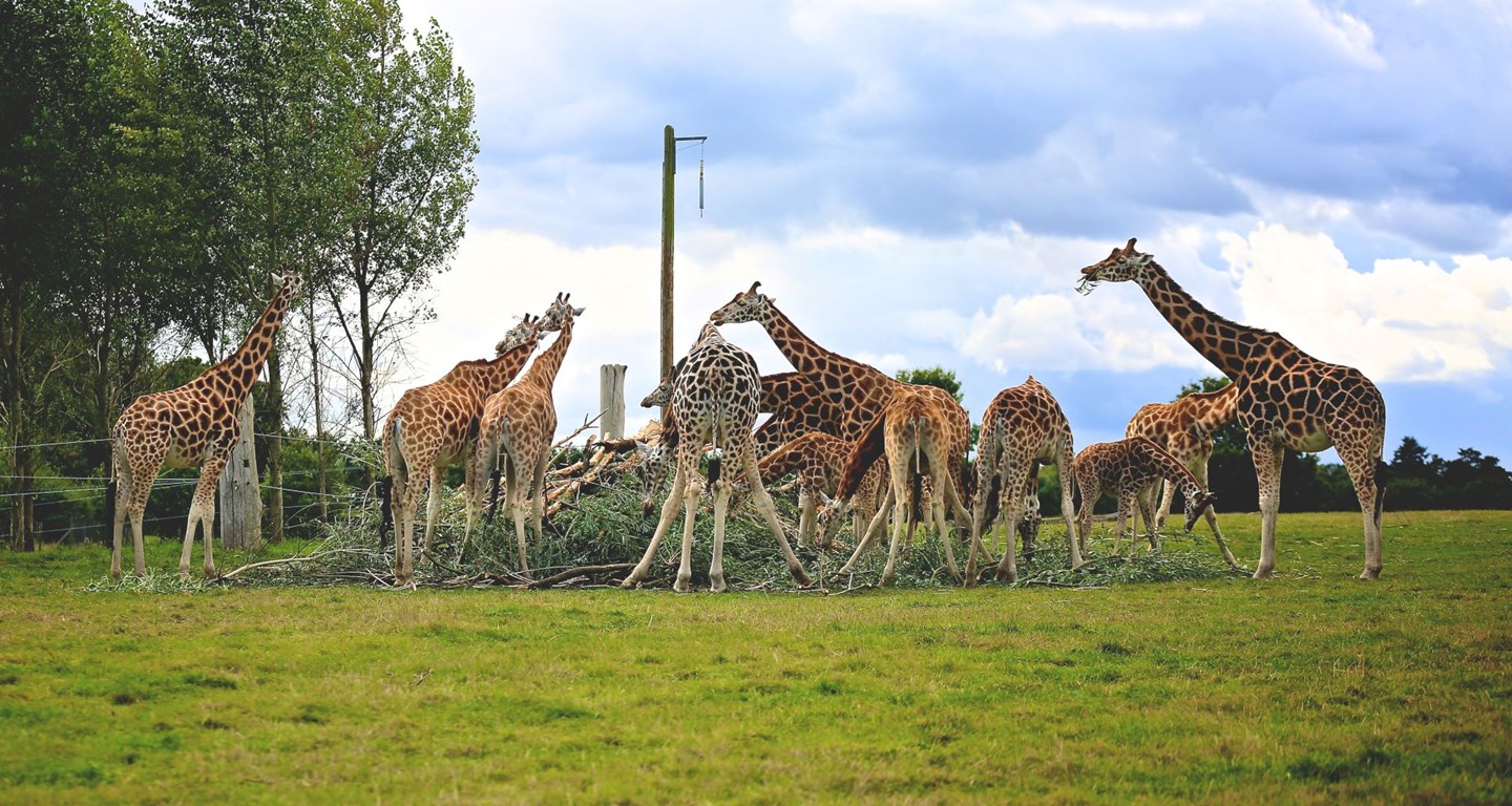 Herd of Rothchild's Giraffe eat browse from floor in grassy reserve