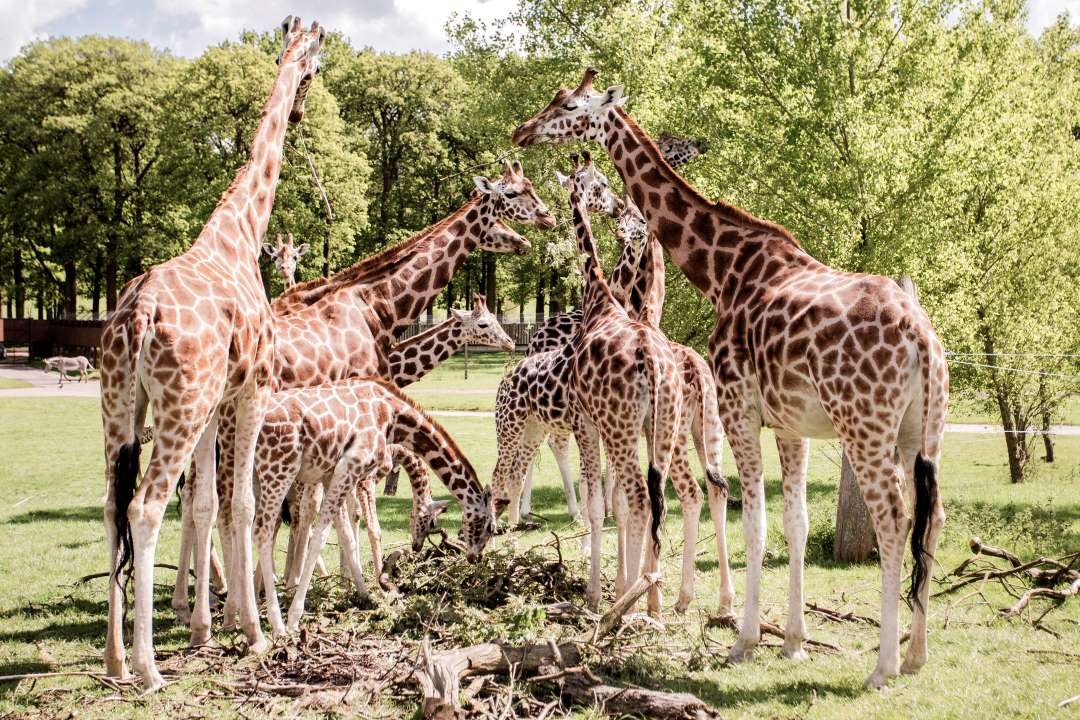 Giraffe herd eating browse in expansive grassy reserve 