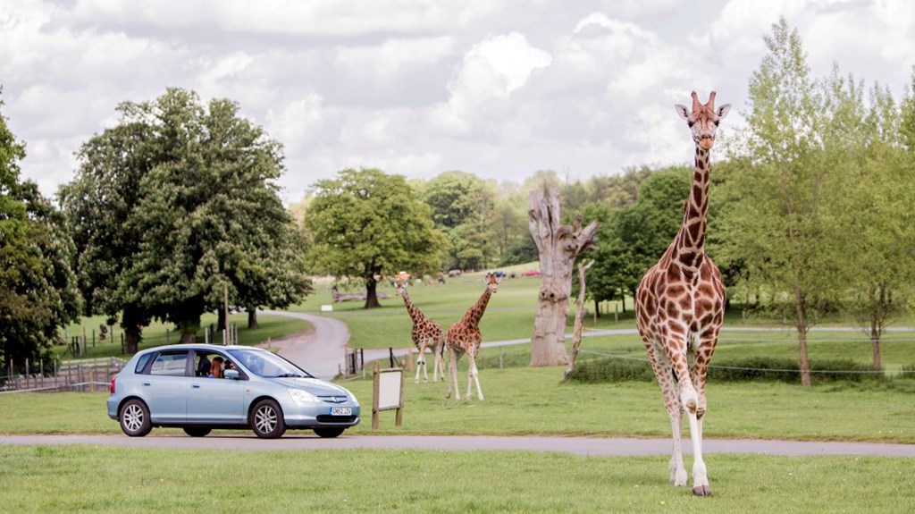 Image of giraffe junction with visitor car web