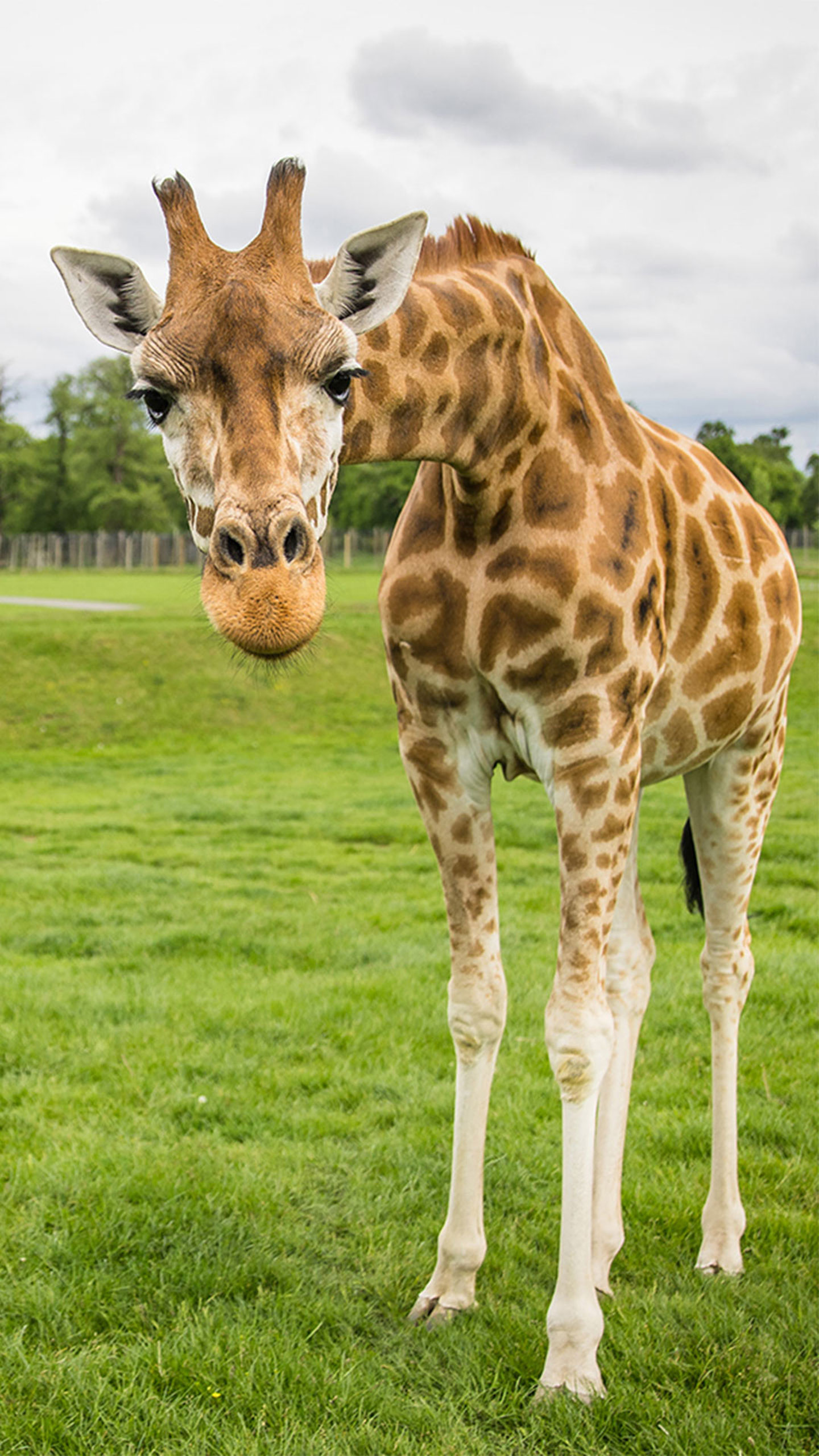 Rothschild's giraffe looking down at the camera