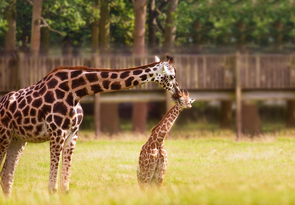 Rothchild's giraffe mother licks her calf in Road Safari