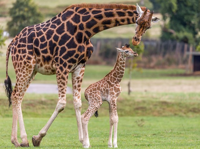 Mother and calf Rothchild's giraffe walk across expansive grassy reserve 