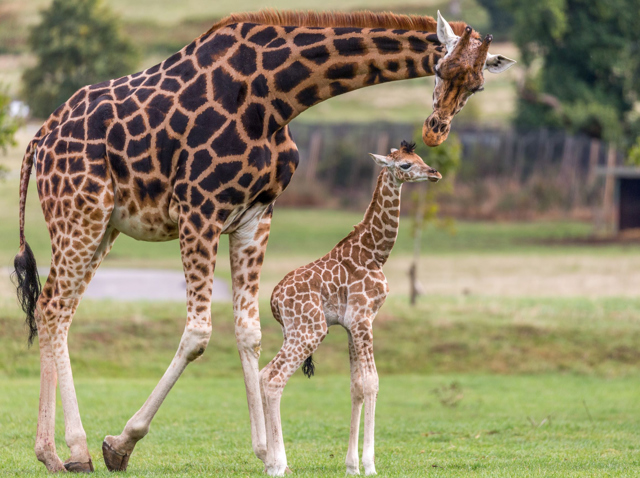 Mother and calf Rothchild's giraffe walk across expansive grassy reserve 
