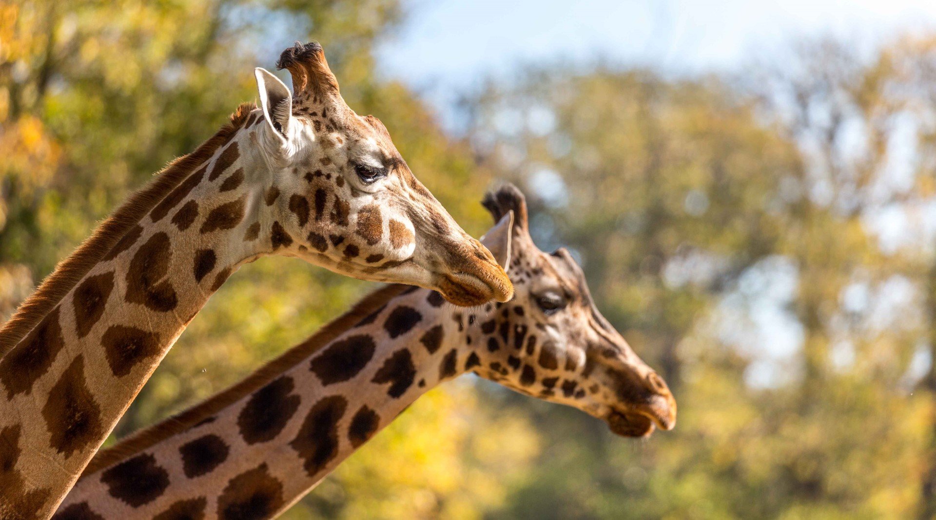 Two giraffes enjoy the summer sun