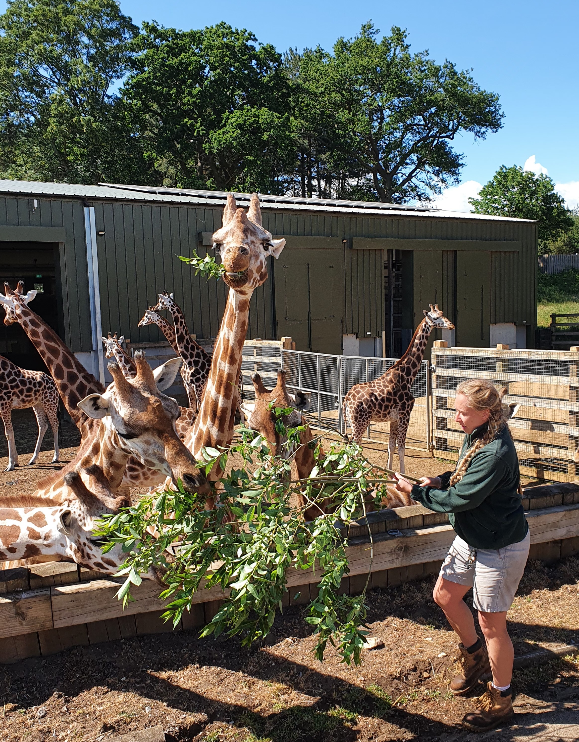Keeper Kelly feeding the female giraffes.jpg