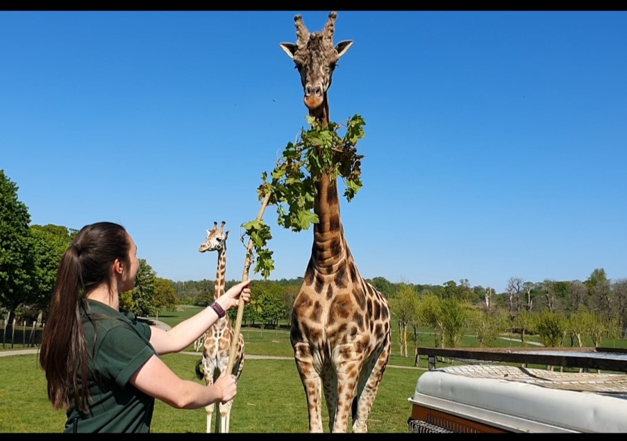 Keeper Kim with Casper the giraffe.jpg