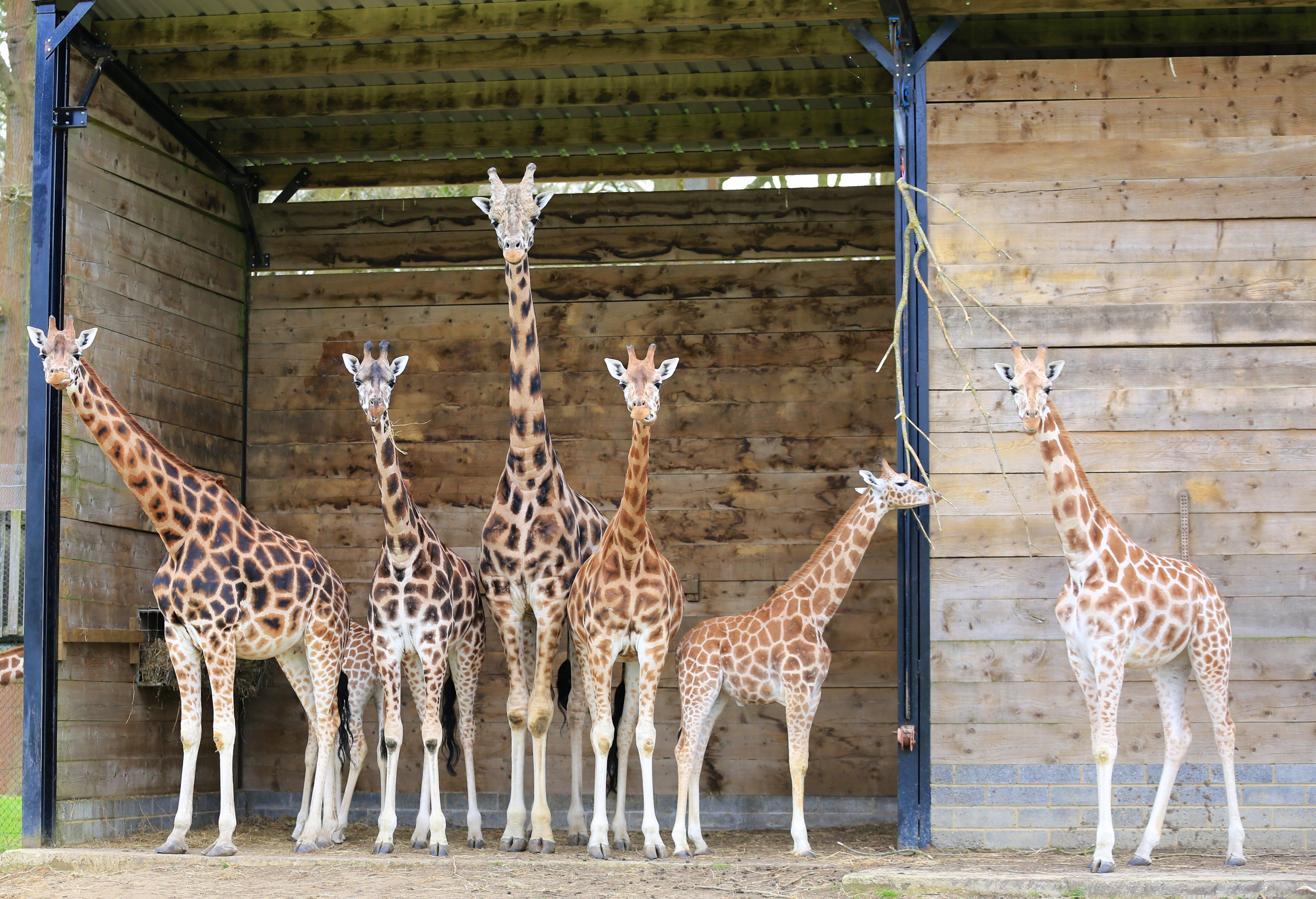 Giraffe herd gathers in wooden shelter 