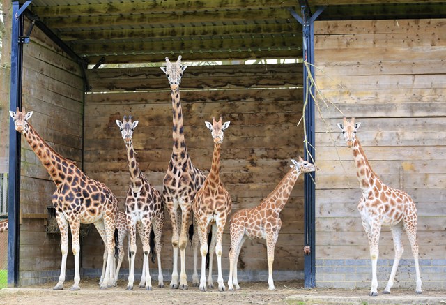 Giraffe herd gathers in wooden shelter 