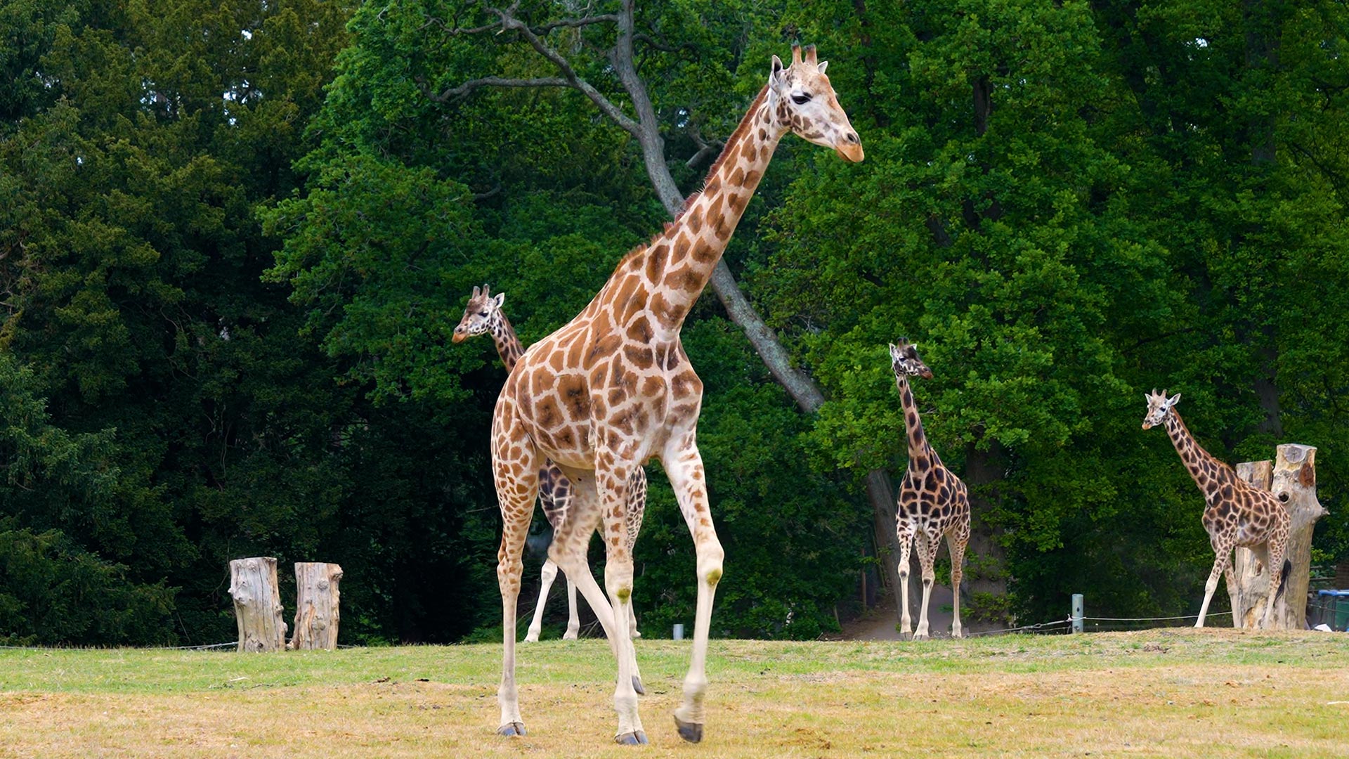 Sahara the giraffe up and walking healing