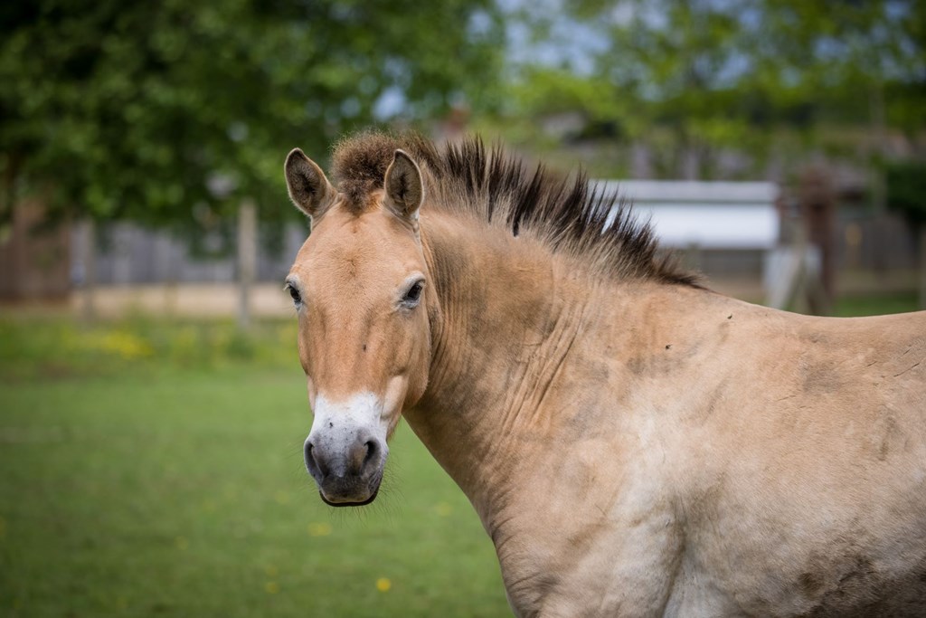 Image of przewalkski horse at woburn safari park