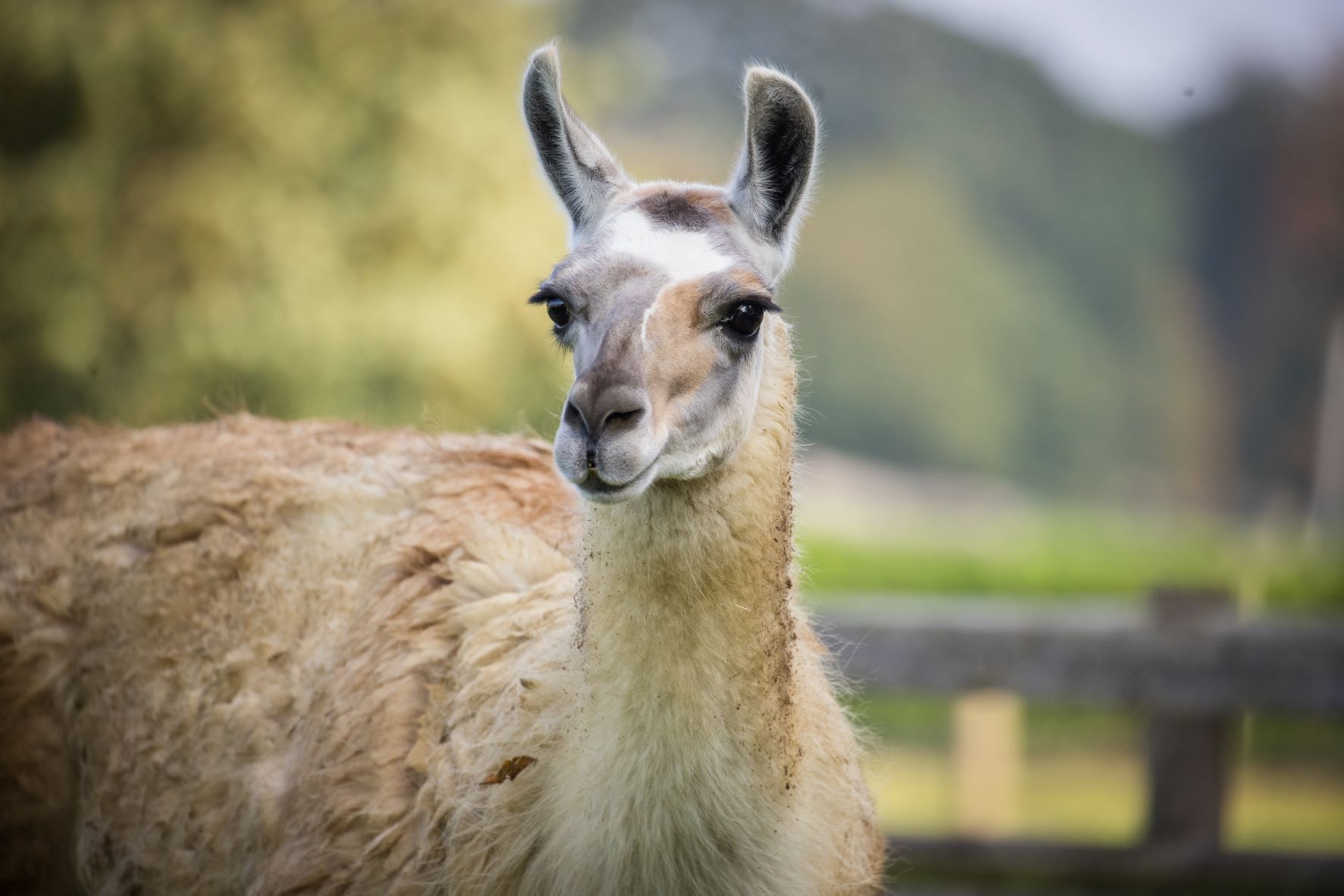 Close up head shot of llama at Woburn Safari Park.jpg