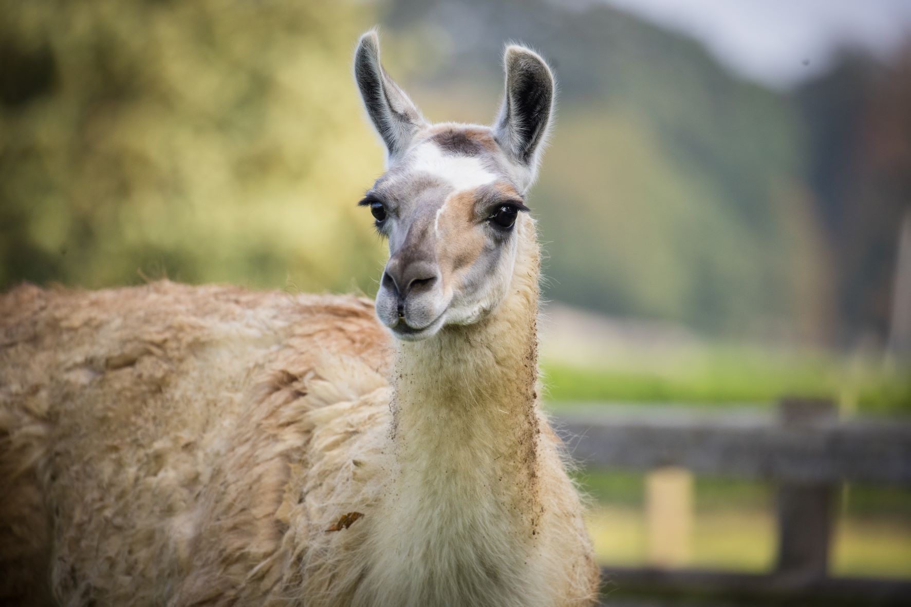 llama travel safari