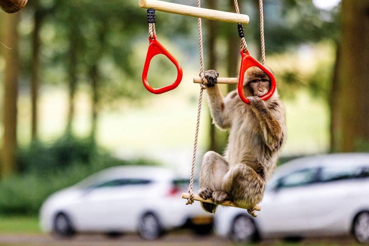 Barbary Macaque monkey chews and hangs from wooden rope swing with cars and trees in background 