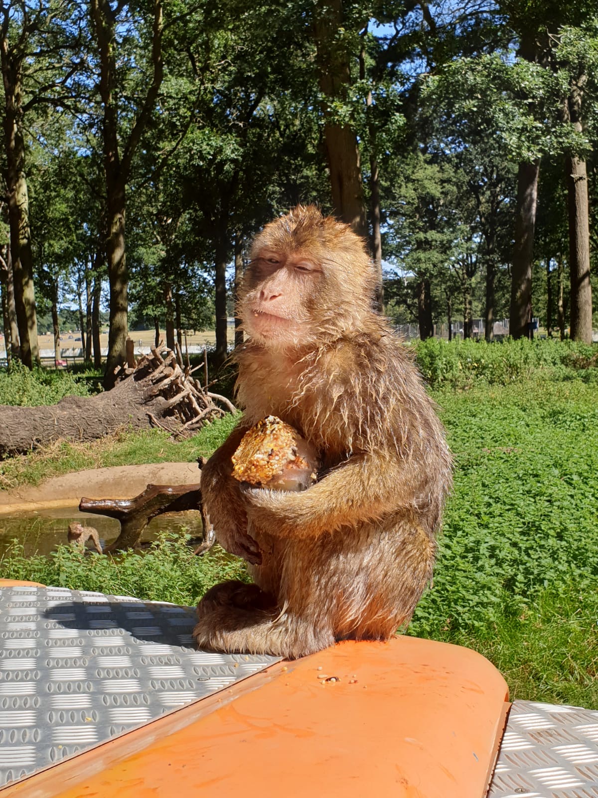 Barbary macaque with ice lolly.JPG